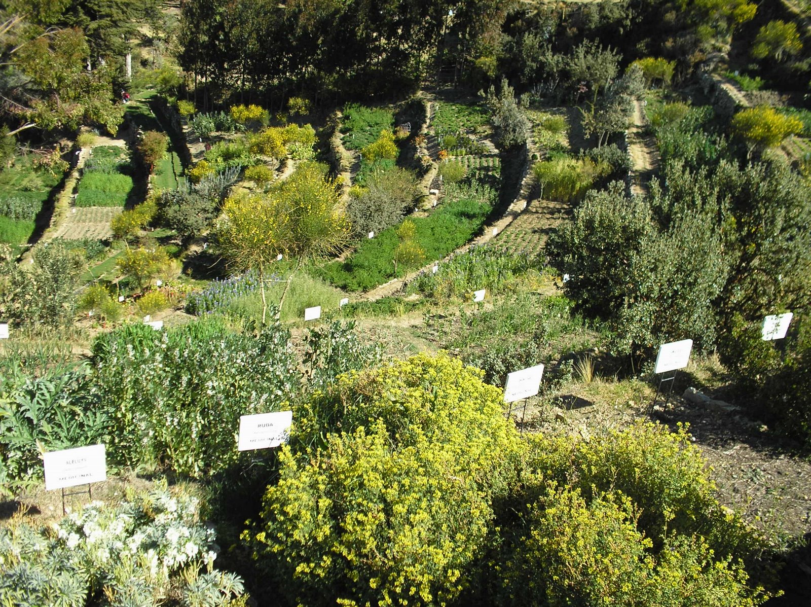Plantas-medicinais.1-jpg