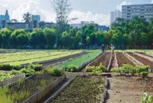 Organic-farming-provides-fesh-food-in-Cuba